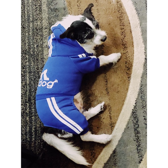 Adidog Royal Blue Tracksuit - Picture 7 of 8